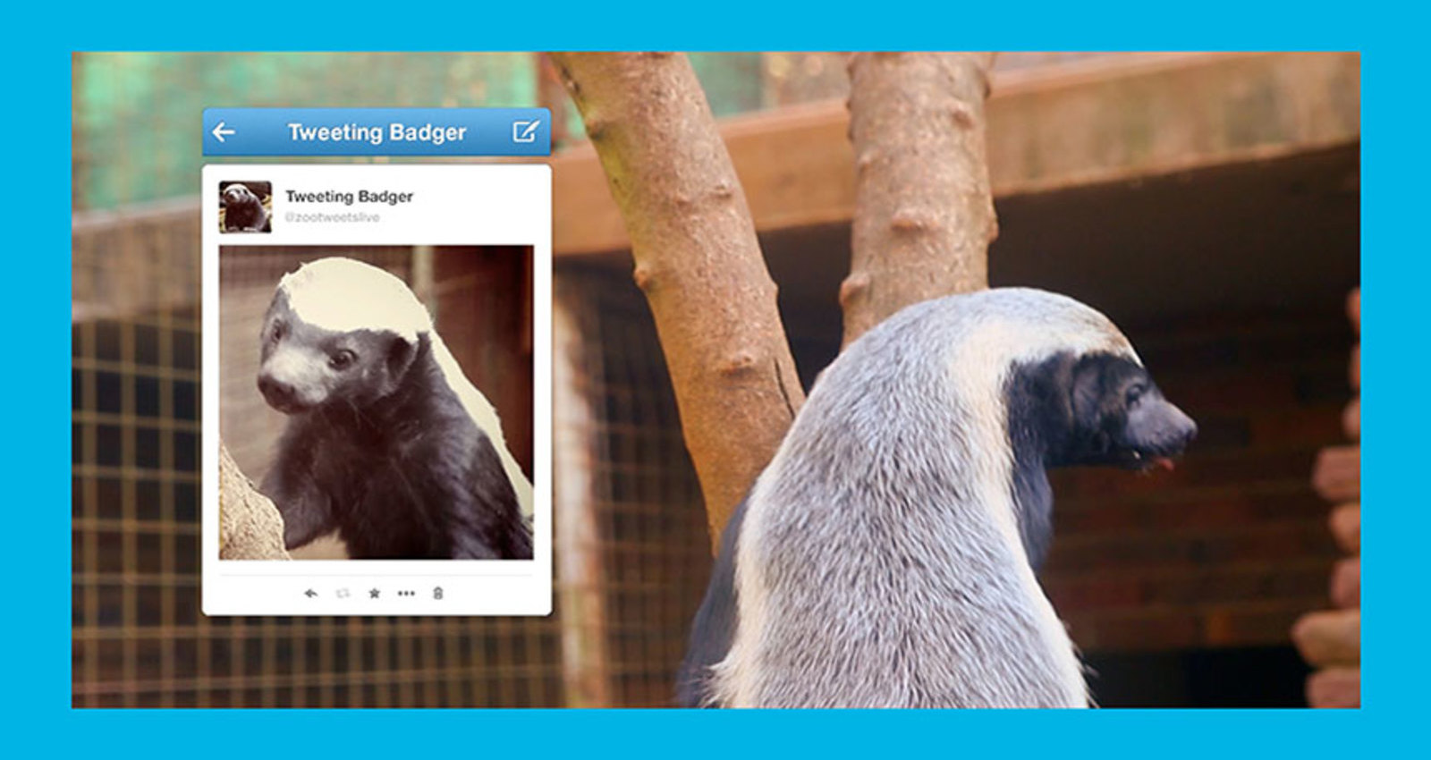 The World's First LIVE Tweeting Honey Badger