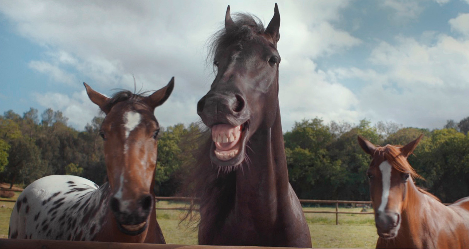 Laughing Horses