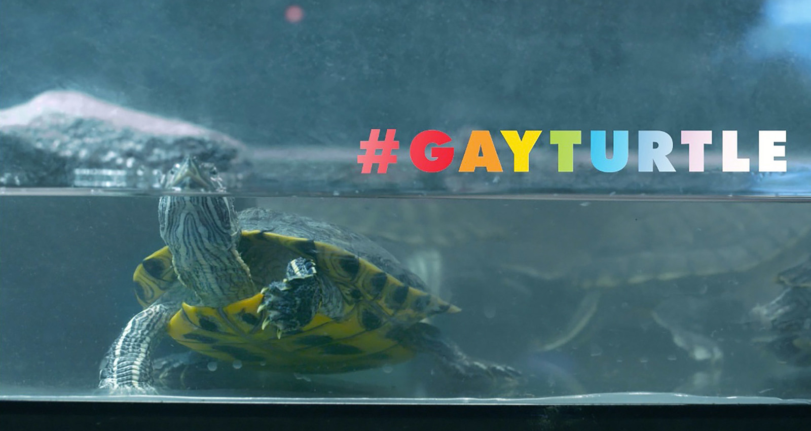 GAY TURTLE