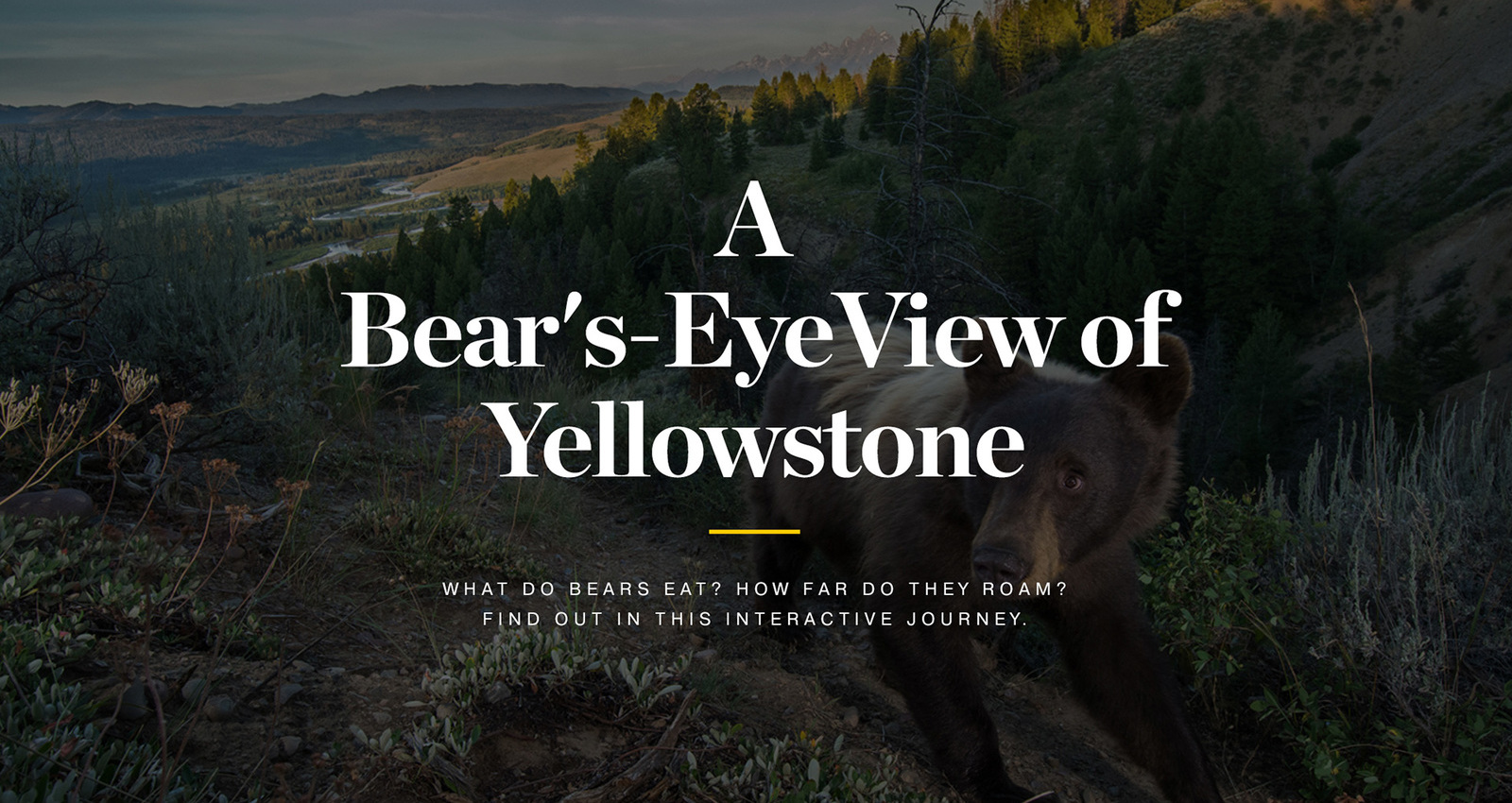 A Bear's-Eye View of Yellowstone
