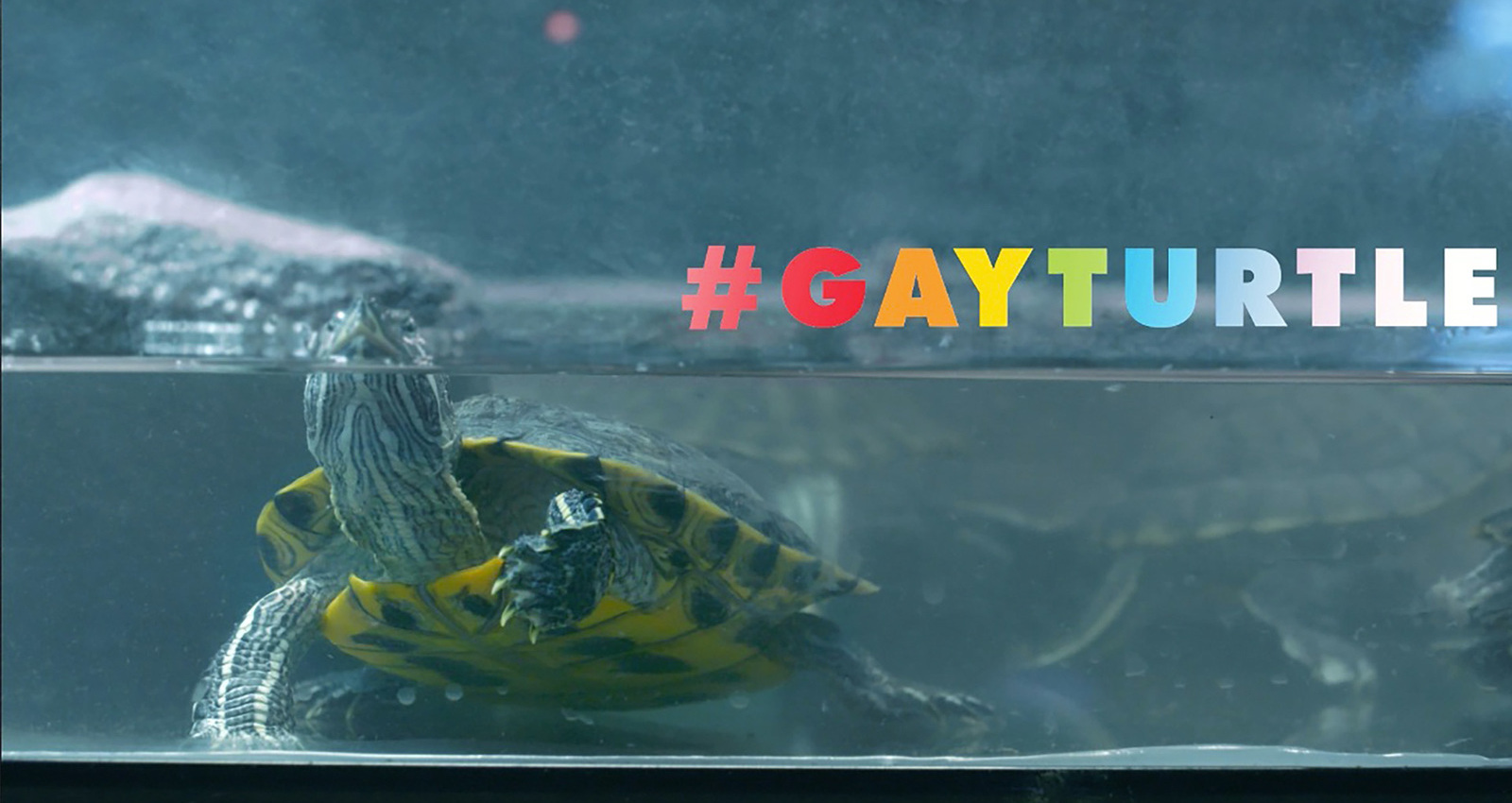 GAY TURTLE