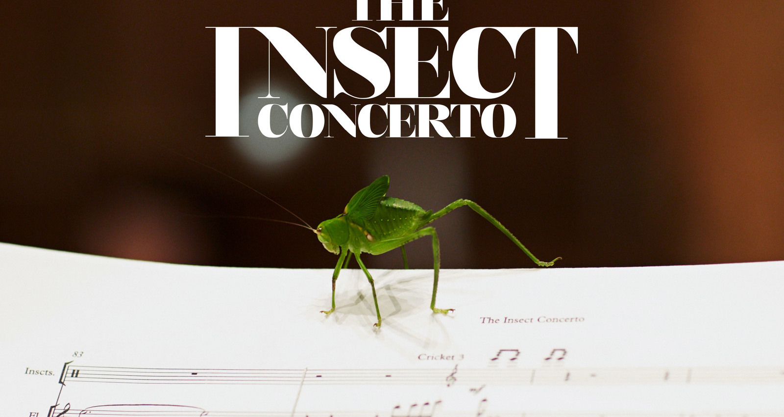 The Insect Concerto