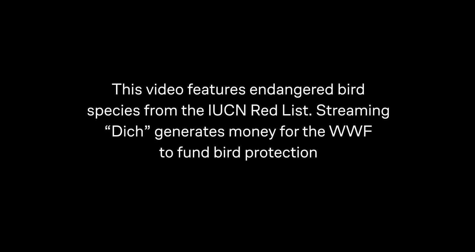 Birds Records ('Dich' by Ivan Dorn)