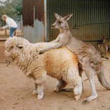 Kangaroo/Sheep