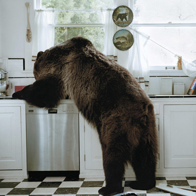 Bear in Kitchen