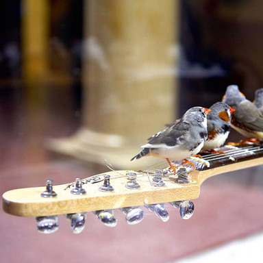 “Electronic Guitar Birds”