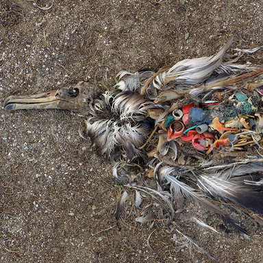 Trash Seabirds