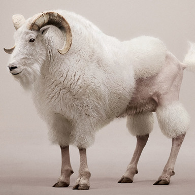 Billy-Goat