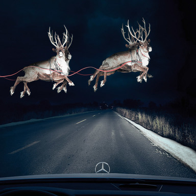Reindeer in Headlights
