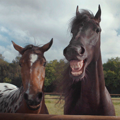 Laughing Horses
