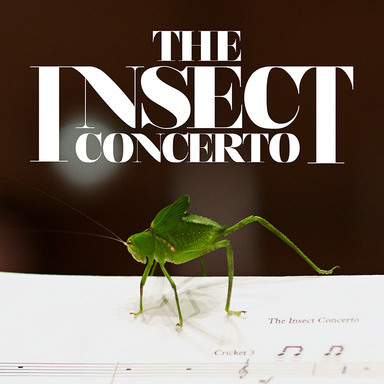 The Insect Concerto