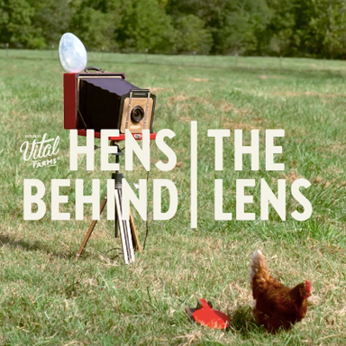 Hens Behind the Lens