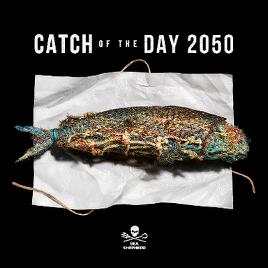 Catch of the Day 2050