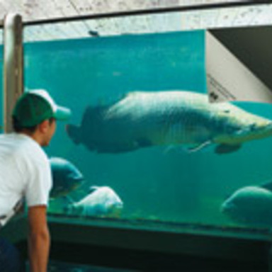 Paper Fish Tank